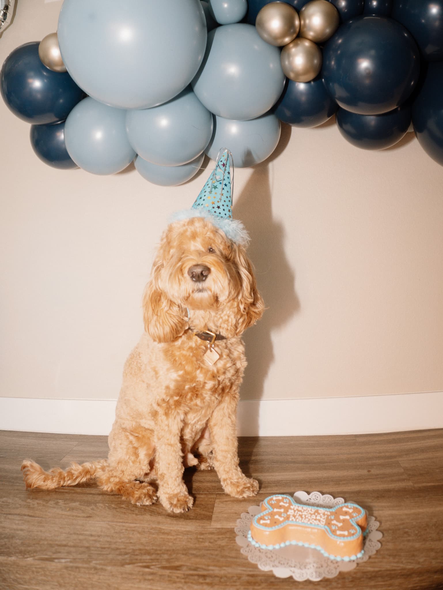 Puppy under Sandy Blue Balloon Arch